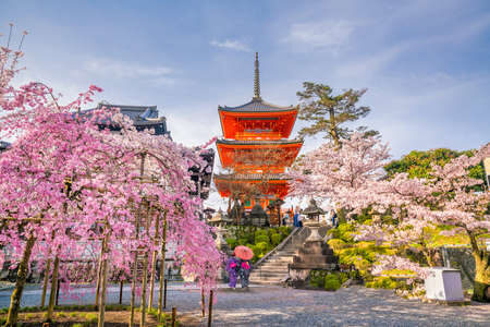 95724577-temple-kiyomizu-dera-et-saison-des-fleurs-de-cerisier-sakura-au-printemps-à-kyoto-japon.jpg