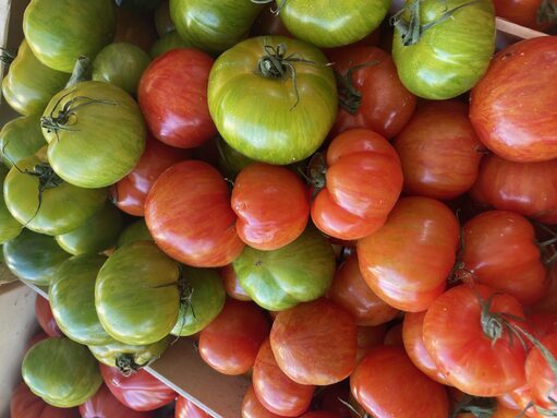 tomates mai 24.jpg